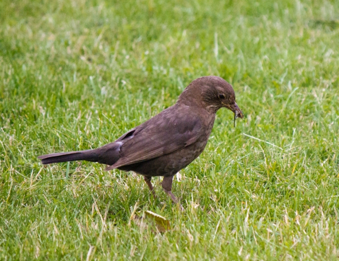 Female blackbird listens for more worms. / Koltrasthonan lyssnar efter fler maskar. 